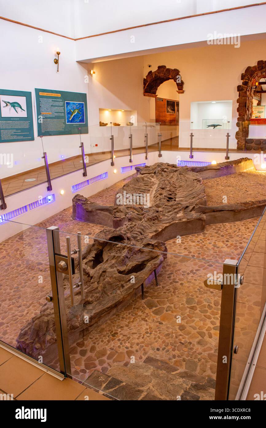 Innenansicht des El Fosil Museums mit einer großen Fossilienausstellung in Villa de Leyva, Boyacá, Kolumbien. Stockfoto