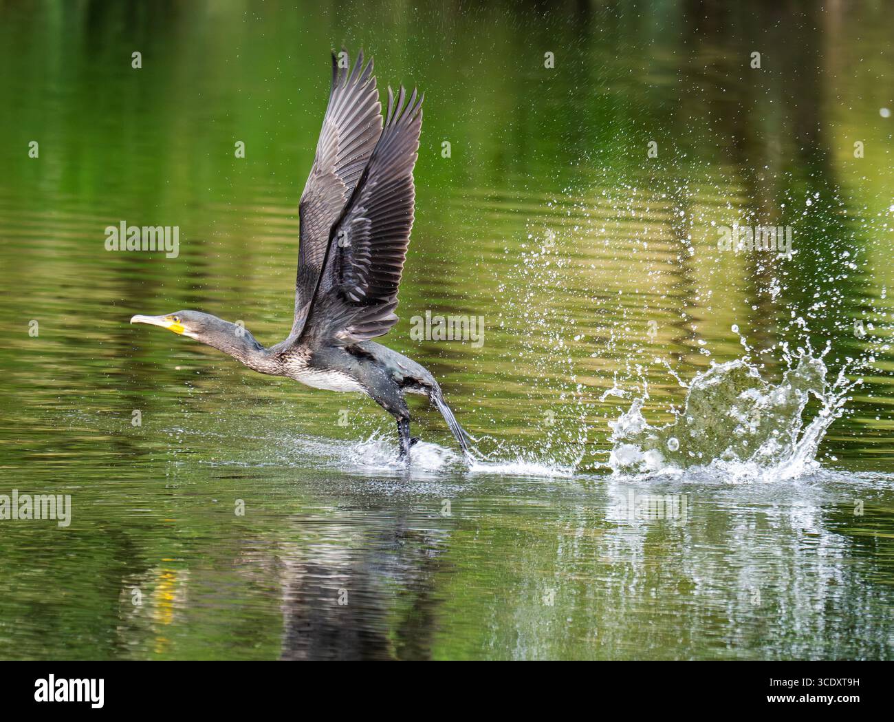 Ein großer Kormoran, Phalacrocorax Carbo, der vom Fluss Brathay in Ambleside, Lake District, Großbritannien, startet. Stockfoto