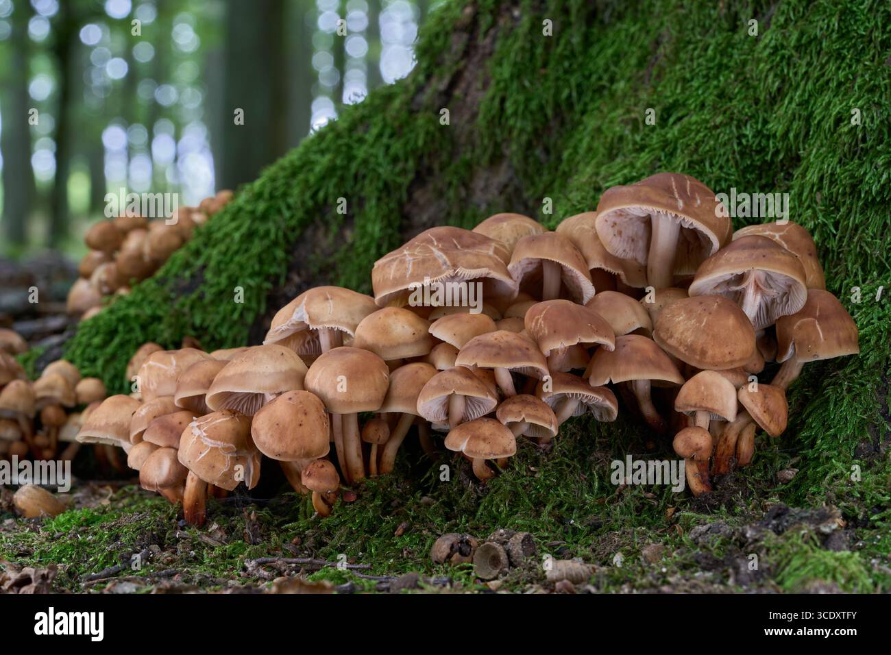 Gymnopus fusipes-Pilz an den Wurzeln des Baumes. Bekannt als Spindleshank. Gruppe giftiger Pilze im Eichenwald. Stockfoto