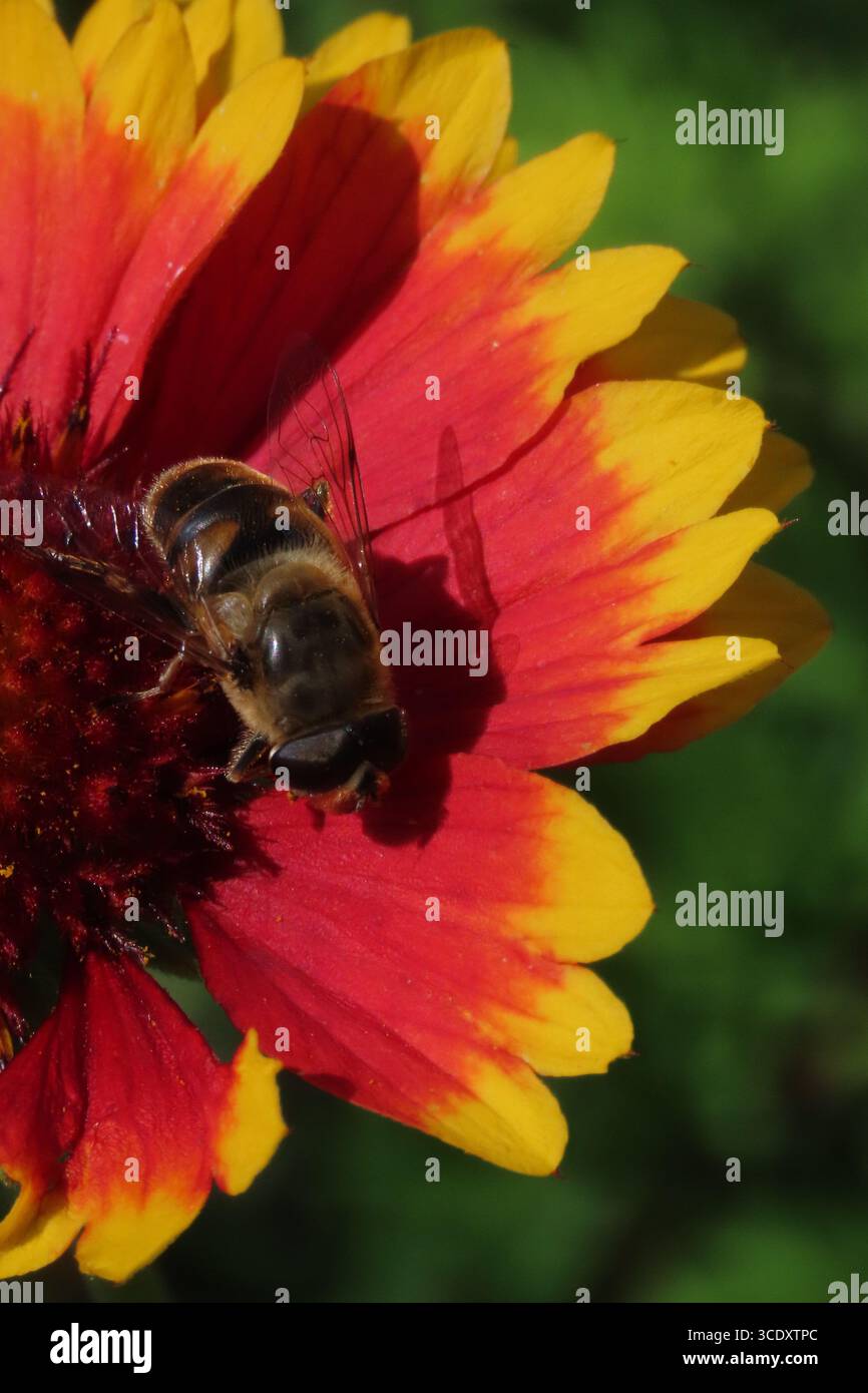 Eine Biene sitzt an einem sonnigen Tag auf einer orangen Blume mit gelbem Rand Stockfoto