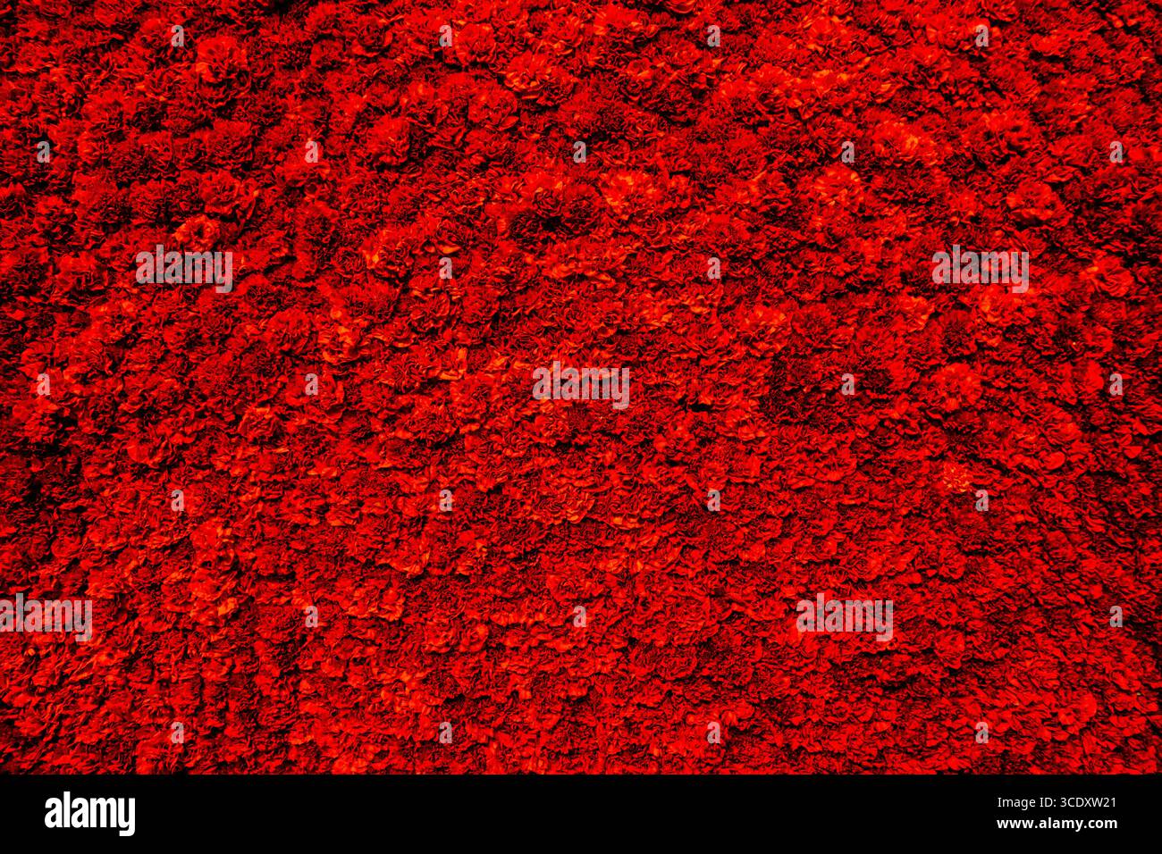 Wand aus roten Rosen Stockfoto