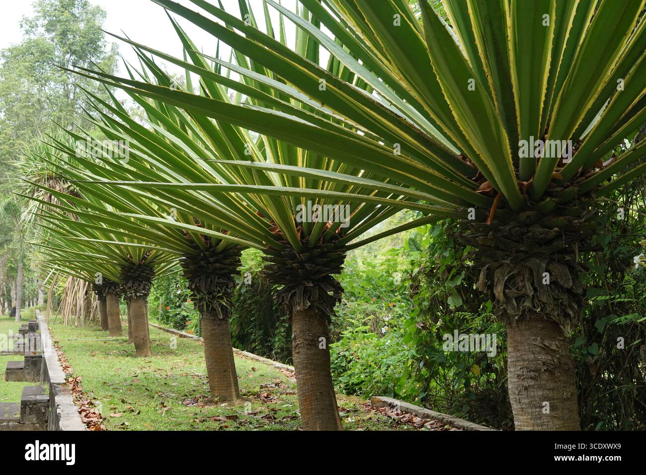 In einem üppigen tropischen Garten gibt es drei stachelige, palmenartige Pflanzen mit langen grünen Blättern, die von ihren Stämmen ausstrahlen, wahrscheinlich Dracaena- oder Yucca-Arten. Th Stockfoto
