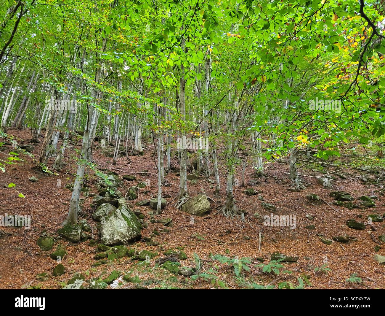Junge Laubbäume mit dicht grünem Laub und dünnen grauen Stämmen über einem braunen Waldboden mit Steinen Stockfoto