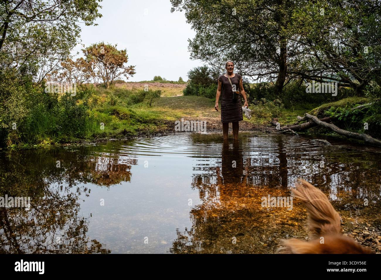Ein aktives Weibchen, das sich im Sommer nach einem langen Spaziergang im New Forest Hampshire UK in einem Fluss abkühlt Stockfoto