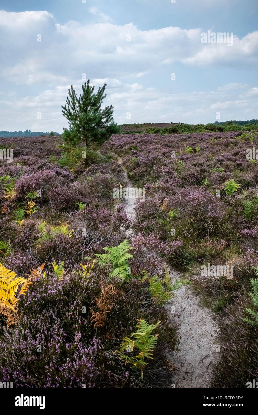Heather bedeckter Fußweg auf der Heide im New Forest, der mit einem einzigen Baum durch Heather führt Stockfoto