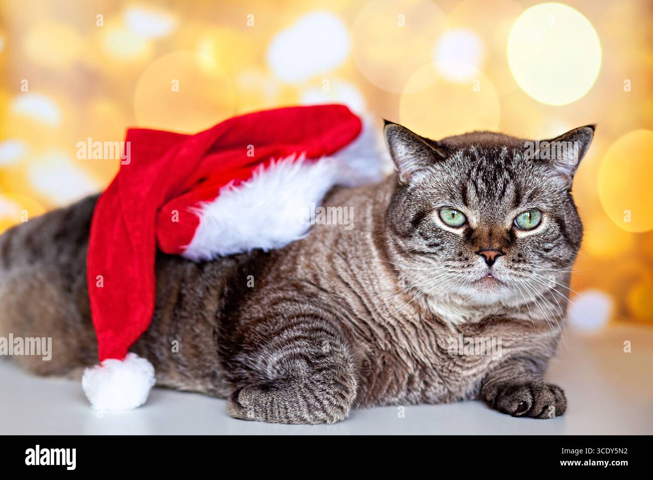 Eine Katze mit Weihnachtsmütze liegt auf einem Tisch. Stockfoto