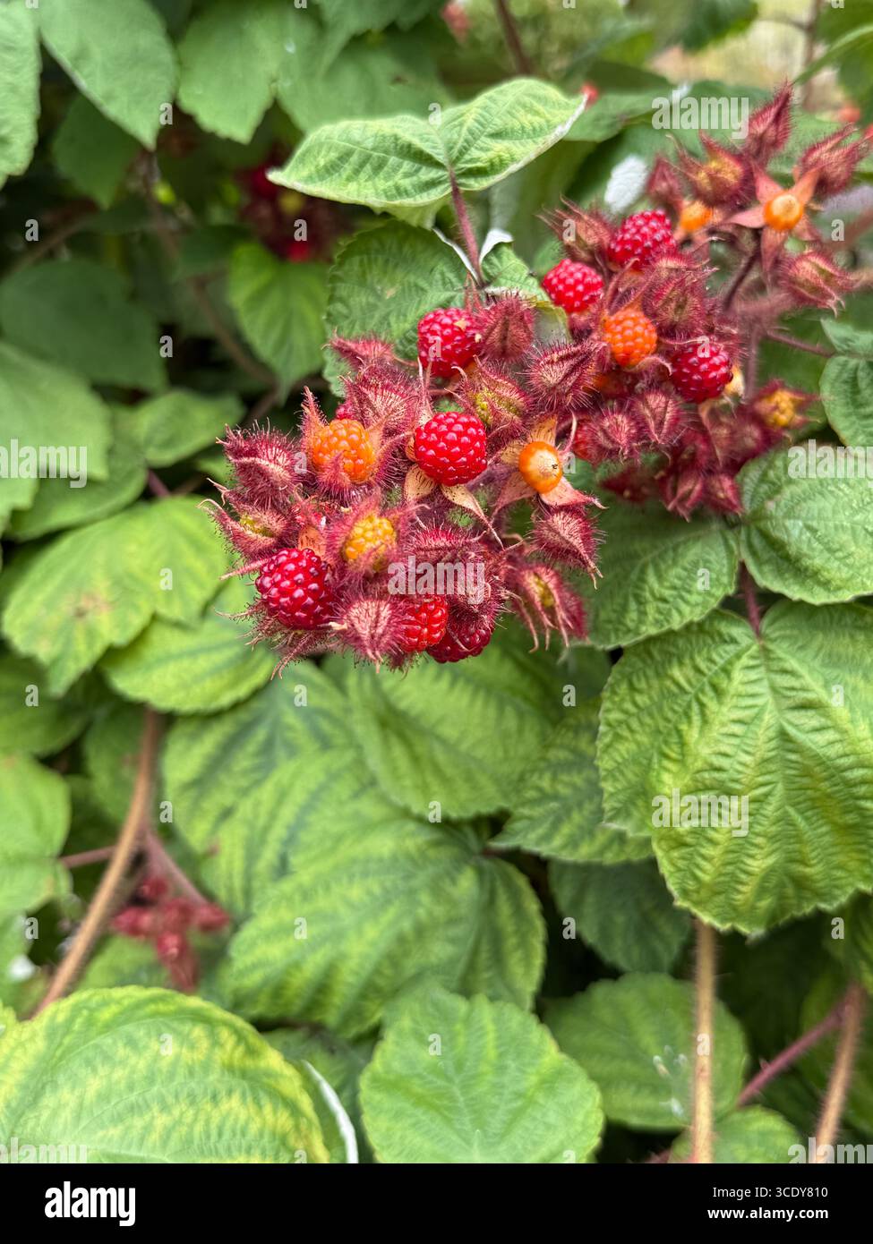 Japanische Weinbeere (Rubus phoenicolasius), die im Garten wächst. England, Großbritannien. - Smartphone-aufgenommenes Stockfoto