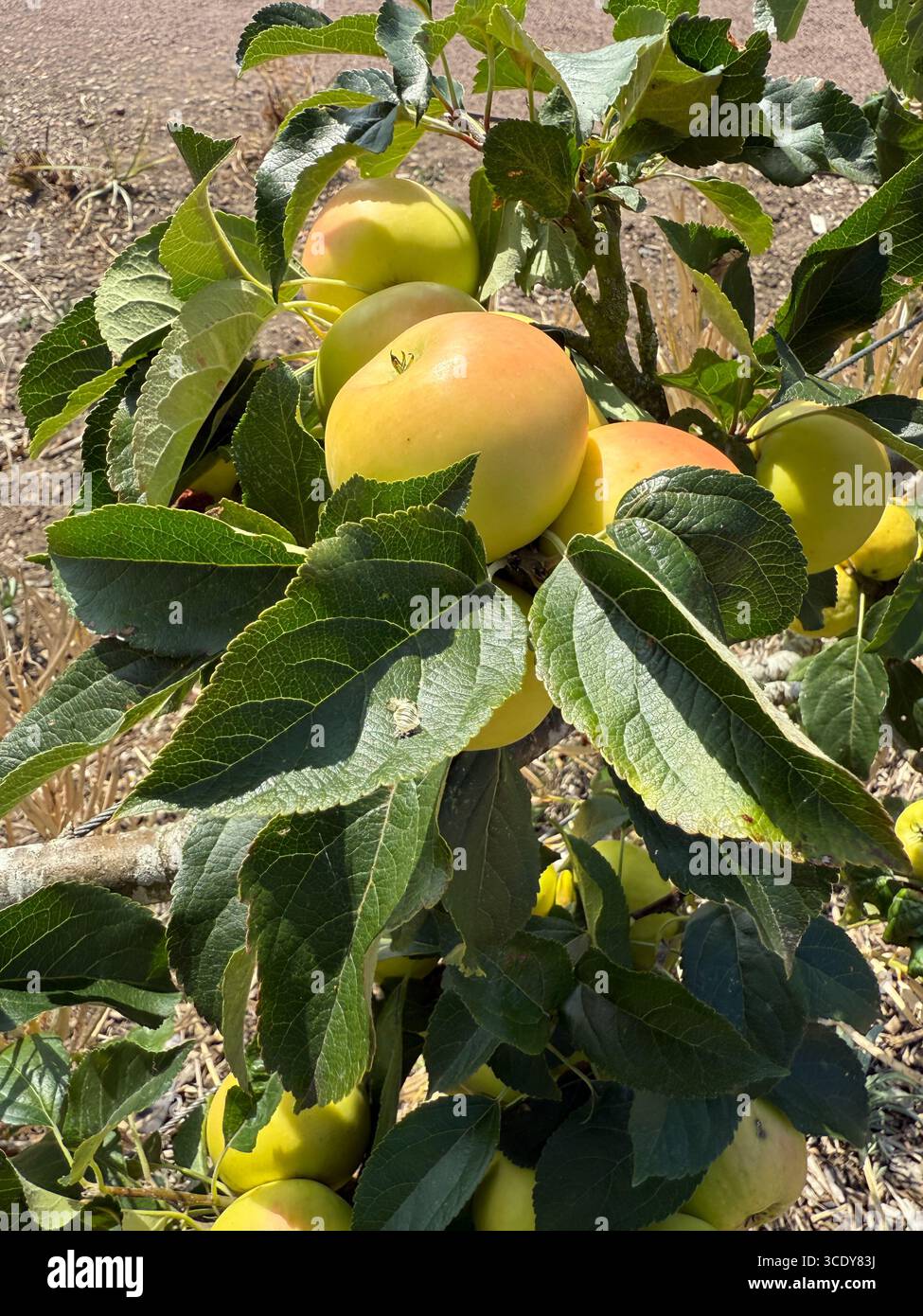 Apfelbäume (Malus domestica Nuvar Gold). England, Großbritannien. - Smartphone-aufgenommenes Stockfoto