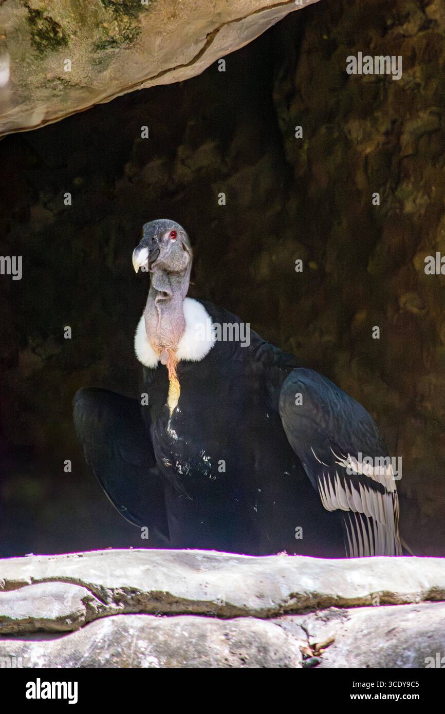 Ein markanter Geier, der seine einzigartigen Merkmale im Aviario Nacional de Cartagena, Kolumbien, präsentiert, umgeben von natürlichen Felsformationen. Stockfoto
