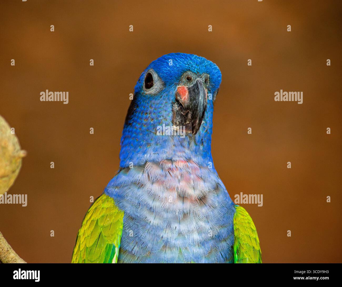 Ein lebendiger Papagei mit einem auffälligen blauen Kopf und grünem Körper, der die Schönheit der Tierwelt im Aviary National von Cartagena, Kolumbien, zeigt. Stockfoto