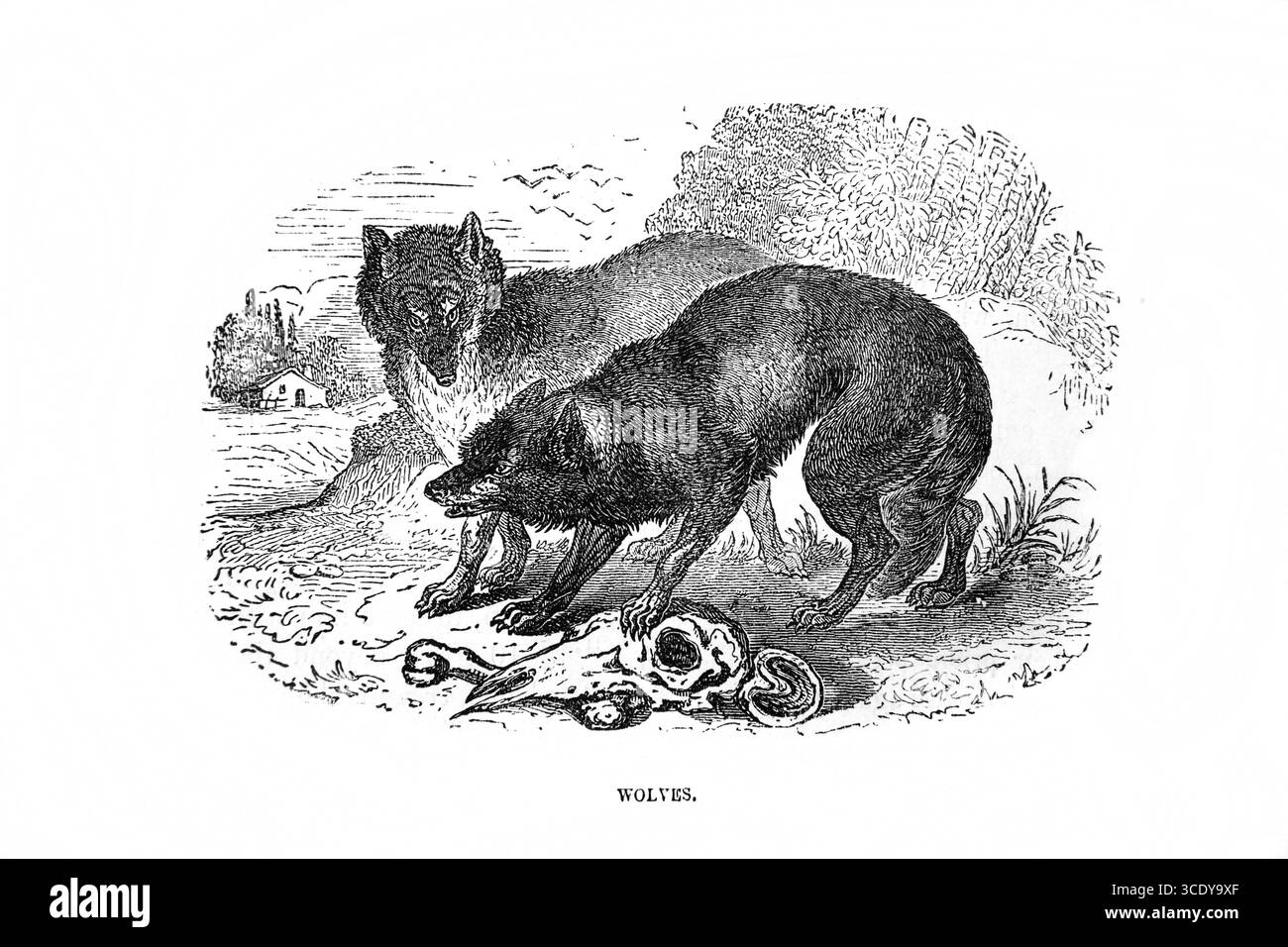 Illustration der Wölfe in biblischer Zeit (Zephanja) aus dem antiken 19. Jahrhundert die Bibel enthält das Alte und das neue Testament mit Explanat Stockfoto