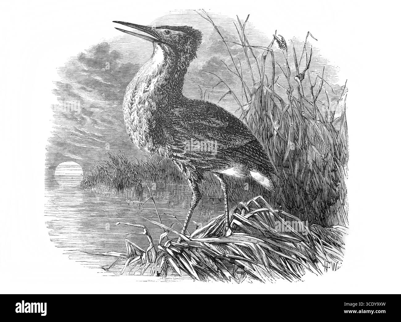 Illustration des Bittervogels in der Bibel aus dem Antiken 19. Jahrhundert die Bibel enthält das Alte und das neue Testament mit Erläuterungen, R Stockfoto