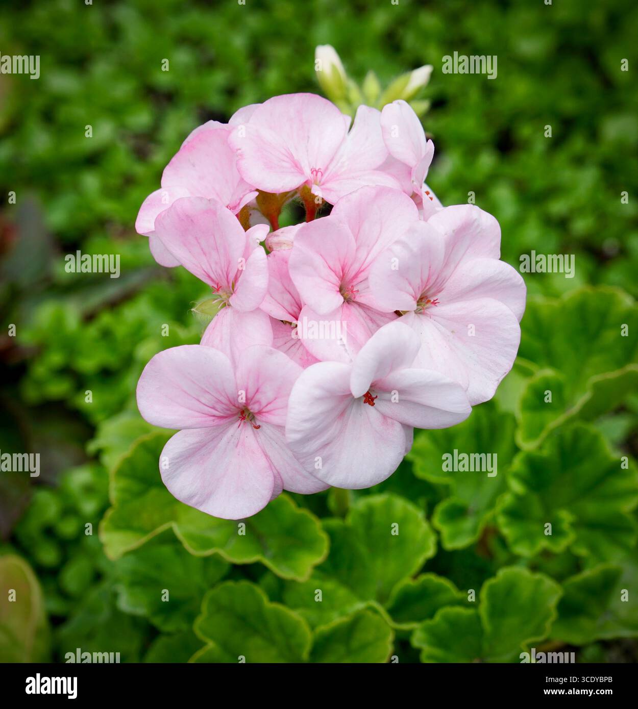 Verleihen Sie dem Tag mit diesem schönen Pelargonium einen Hauch von zartem Rosa. Stockfoto