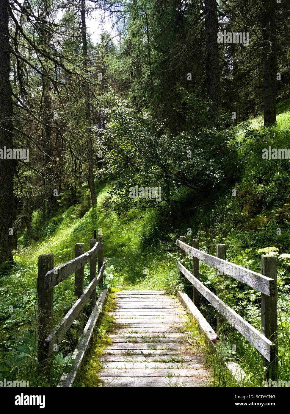Holzbrücke über einen üppigen Bergwaldpfad unter Sonnenlicht, rustikale alpine Wanderszene. Stockfoto