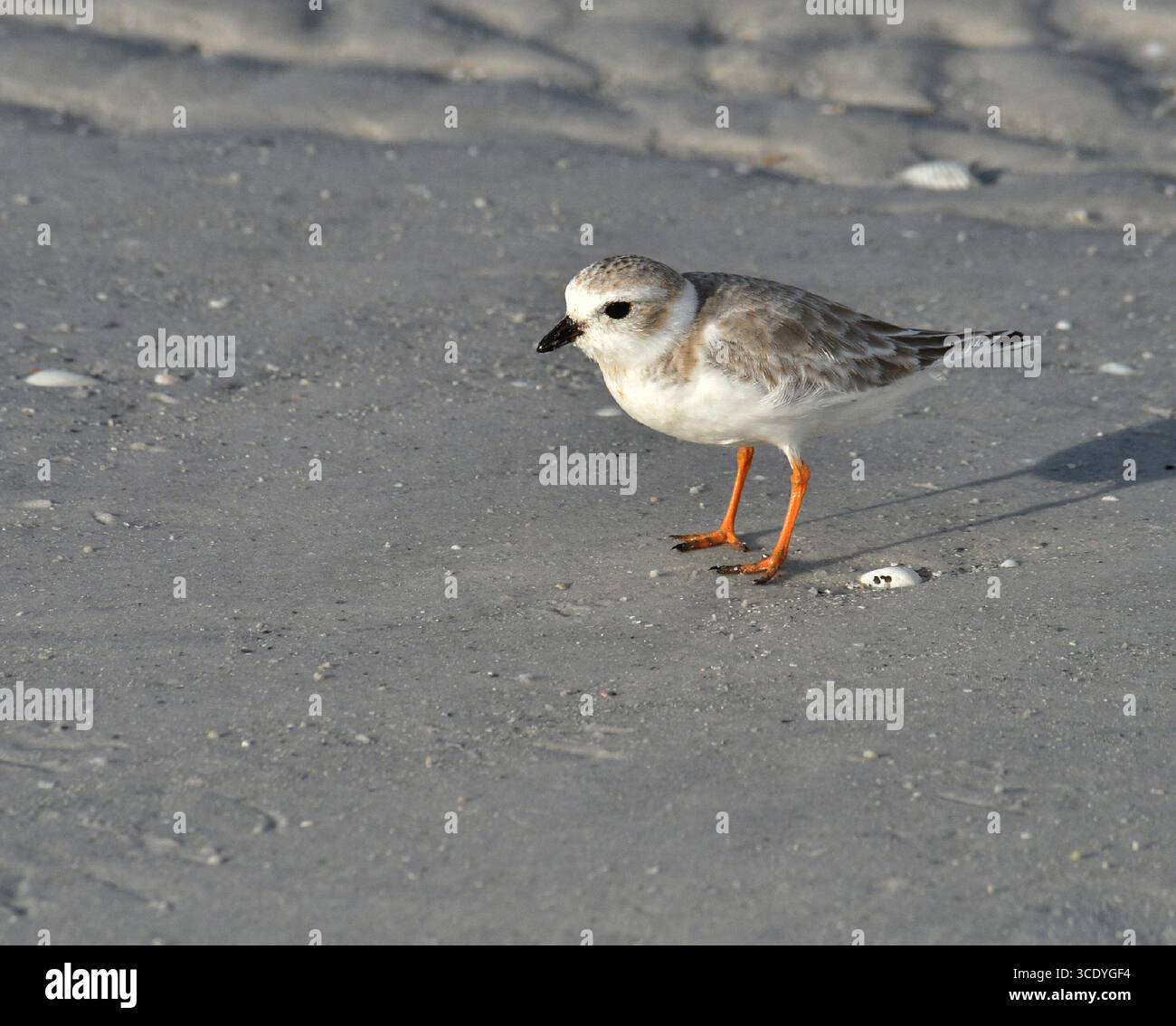 Kleiner Pflug, gelbe Beine und schwarzer Schnabel, insgesamt eine helle Sandfarbe mit weißem Ventral und Sanddorsal. Weiße Braue. Bedrohte Nüsse als Strandnestin Stockfoto