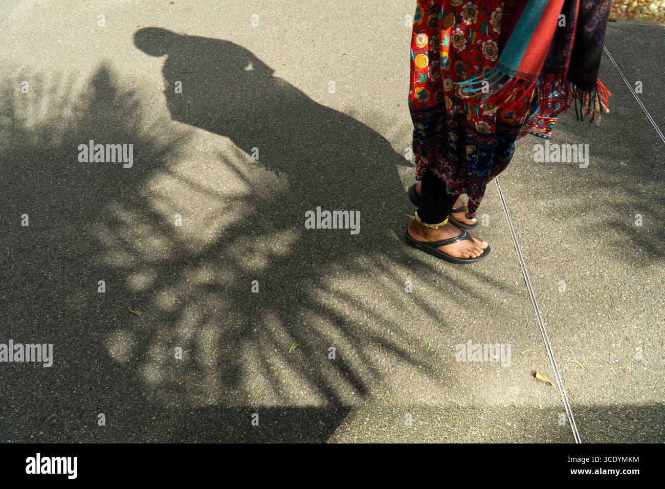 UK Weather, 14 August 2025: Als die Temperaturen im Zentrum Londons wieder 27 Grad erreichten, werfen Menschen, die in den Gärten des St Thomas's Hospital spazieren, ihre eigenen Schatten zwischen den Schatten der Palmen, die dort wachsen. Quelle: Anna Watson/Alamy Live News Stockfoto