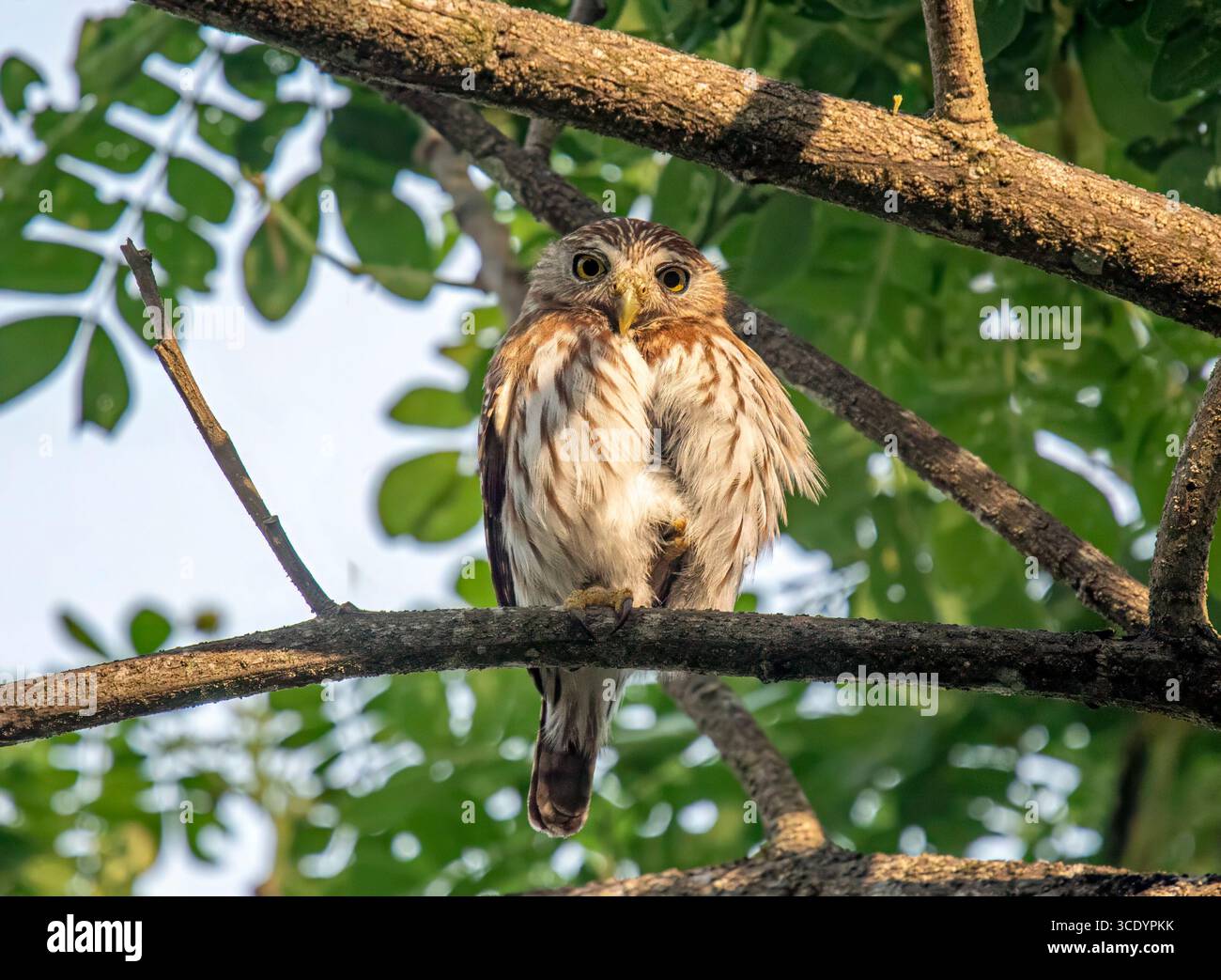 Eine ferruginöse Pygmieneule (Glaucidium brasilianum) thront auf einem Baumzweig in Punta Leona, Costa Rica, und blickt mit ihrem intensiven Blick nach unten. Stockfoto
