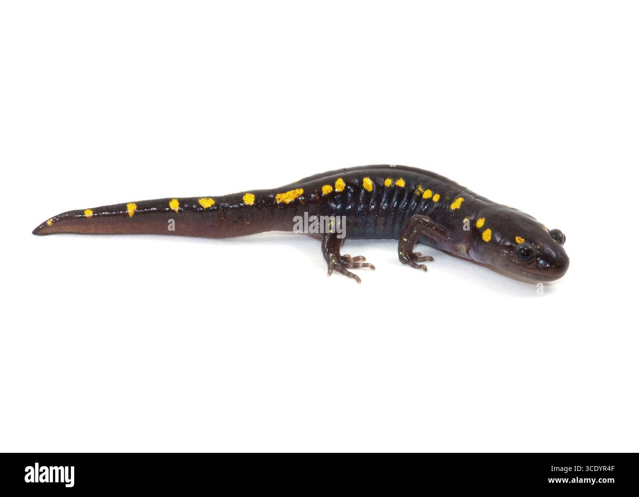 Gefleckter Salamander (Ambystoma maculatum) isoliert auf weißem Makrostudio-Foto mit schwarzem Körper mit markanten gelben/orangen Flecken. Stockfoto