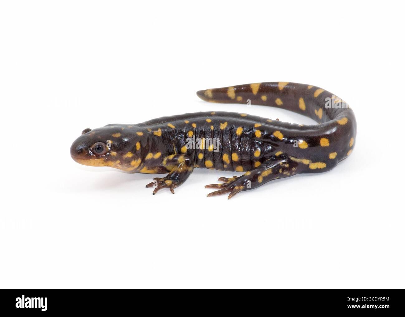 Tiger Salamander (Ambystoma tigrinum) isoliert auf weißem Makrostudio-Foto mit natürlicher Färbung und charakteristischen gelben Flecken. Stockfoto