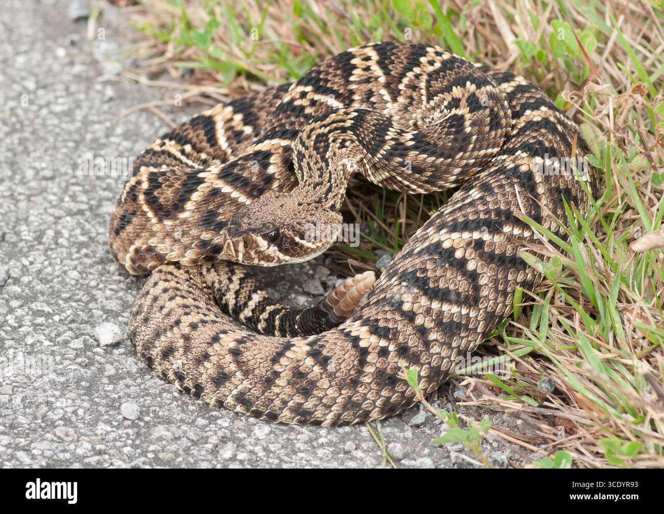 Eine große, eindrucksvolle und potenziell tödliche Eastern Diamondback Rattlesschlange steht in Streikposition, wenn sie an einer Straße im Süden Floridas angetroffen wird. Stockfoto