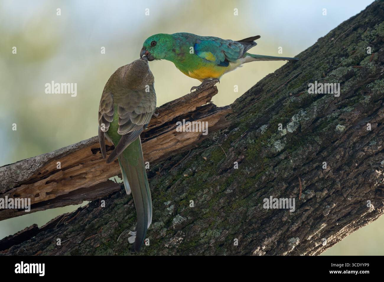Zwei gepaarte, rothumpige Papageien, die in einem Baum sitzen und das Männchen glücklich das Weibchen füttern, bevor sie eine mögliche Niststelle auswählen. Stockfoto