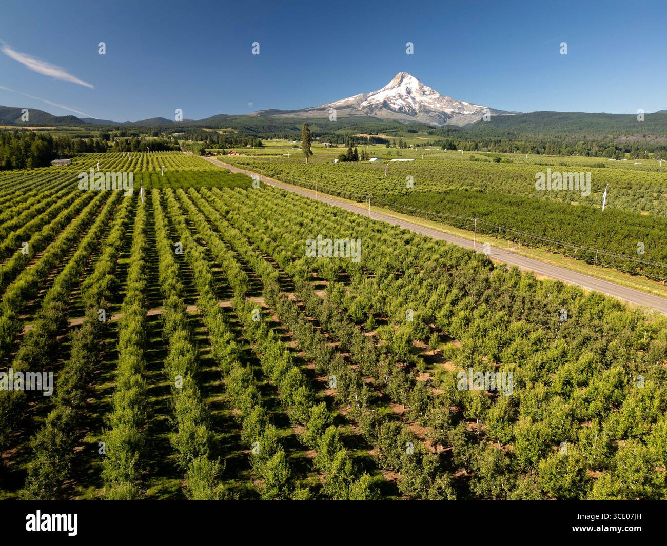 Aus der Vogelperspektive auf Obstgärten im Mount Hood River Valley mit dem gleichnamigen Berg in der Ferne im Sommer Stockfoto