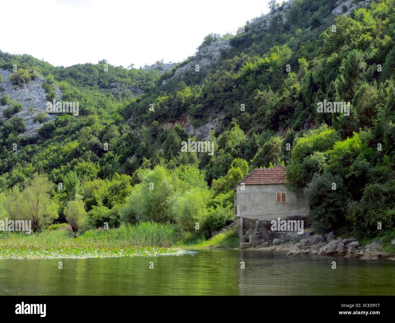 Üppige grüne Hügel umgeben das ruhige Wasser des Skadar-Sees mit einem malerischen Haus inmitten von Bäumen, das den natürlichen Charme Montenegros am Mittag verkörpert. Stockfoto