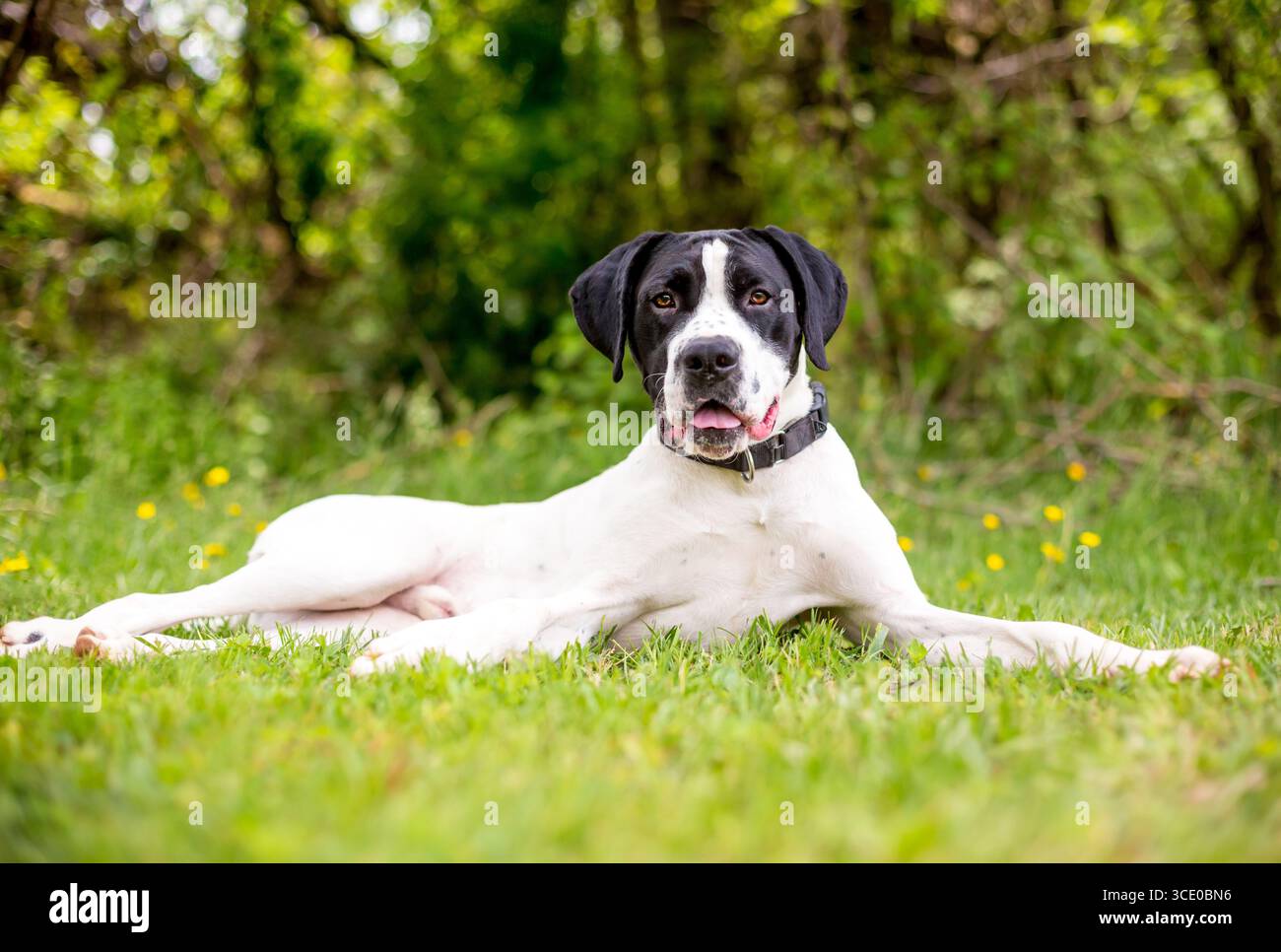 Ein schwarz-weißer Hund, der in entspannter Position im Gras liegt Stockfoto