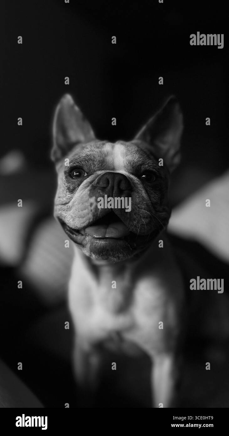 Schwarz-weiß-Porträt des Merle Boston Terrier Welpen - Smartphone-aufgenommenes Stockfoto