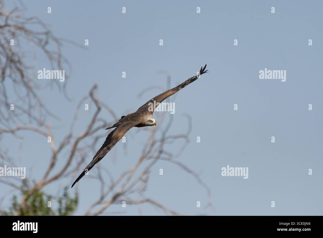Majestätischer Falke, der am Nachmittag durch den klaren Himmel über einer ruhigen Landschaft schwingt Stockfoto