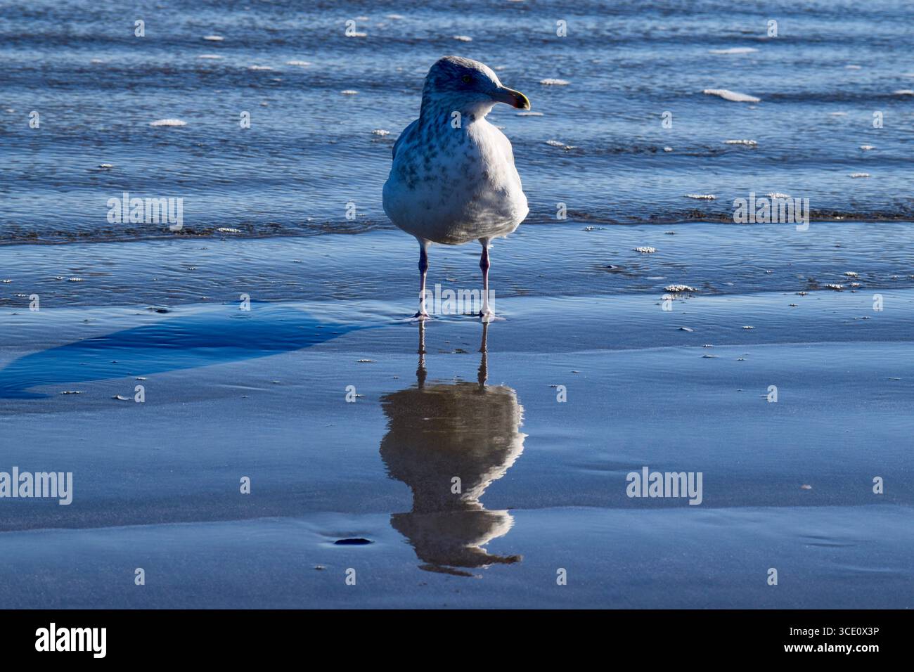 Möwe am Meer mit ihrer welligen Reflexion, die in den horizontalen Linien der sanften Wellen sichtbar ist Stockfoto