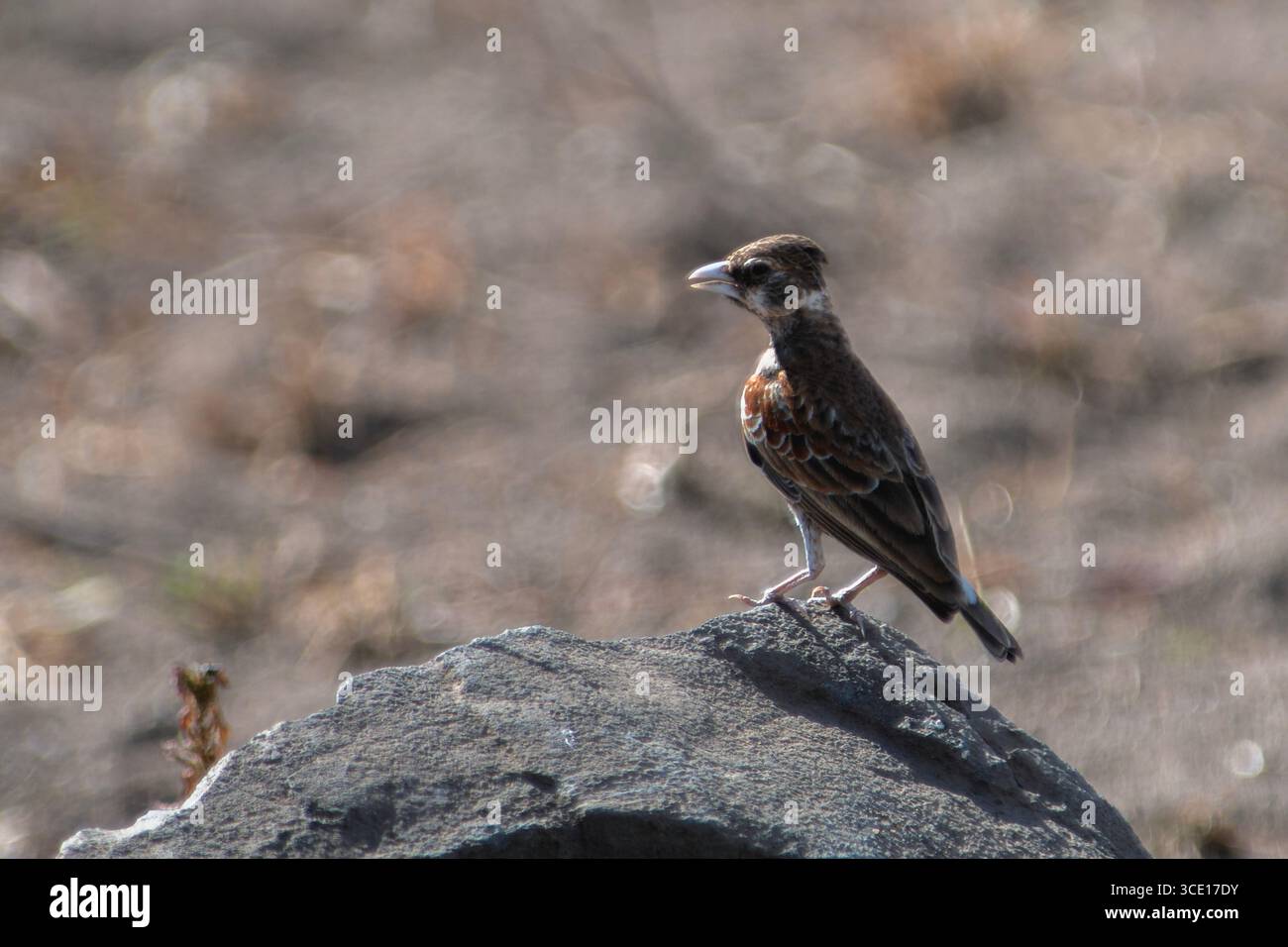 Kastanienspatzen-Lark, Eremopterix leucotis, Kruger-Nationalpark, Mpumalanga, Südafrika Stockfoto
