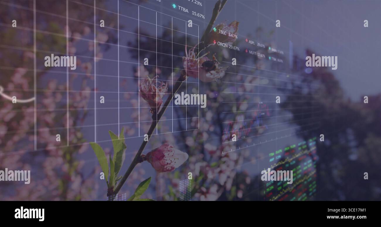 Zeigt Kirschblütenzweige mit rosa Blüten im Obstgarten mit Stockdiagramm-Überlagerung Stockfoto