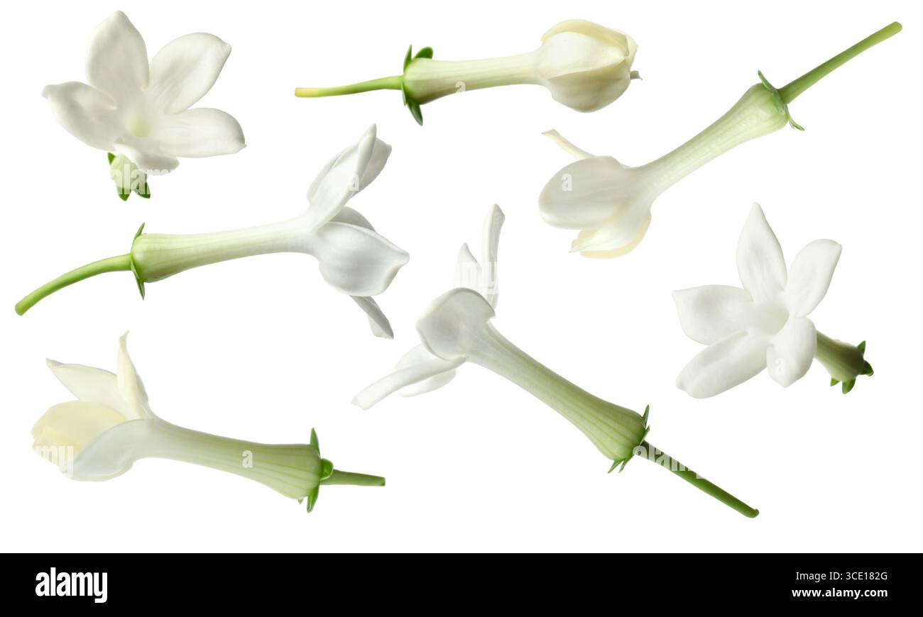 Kleine Jasminblüten isoliert auf weiß, Set Stockfoto