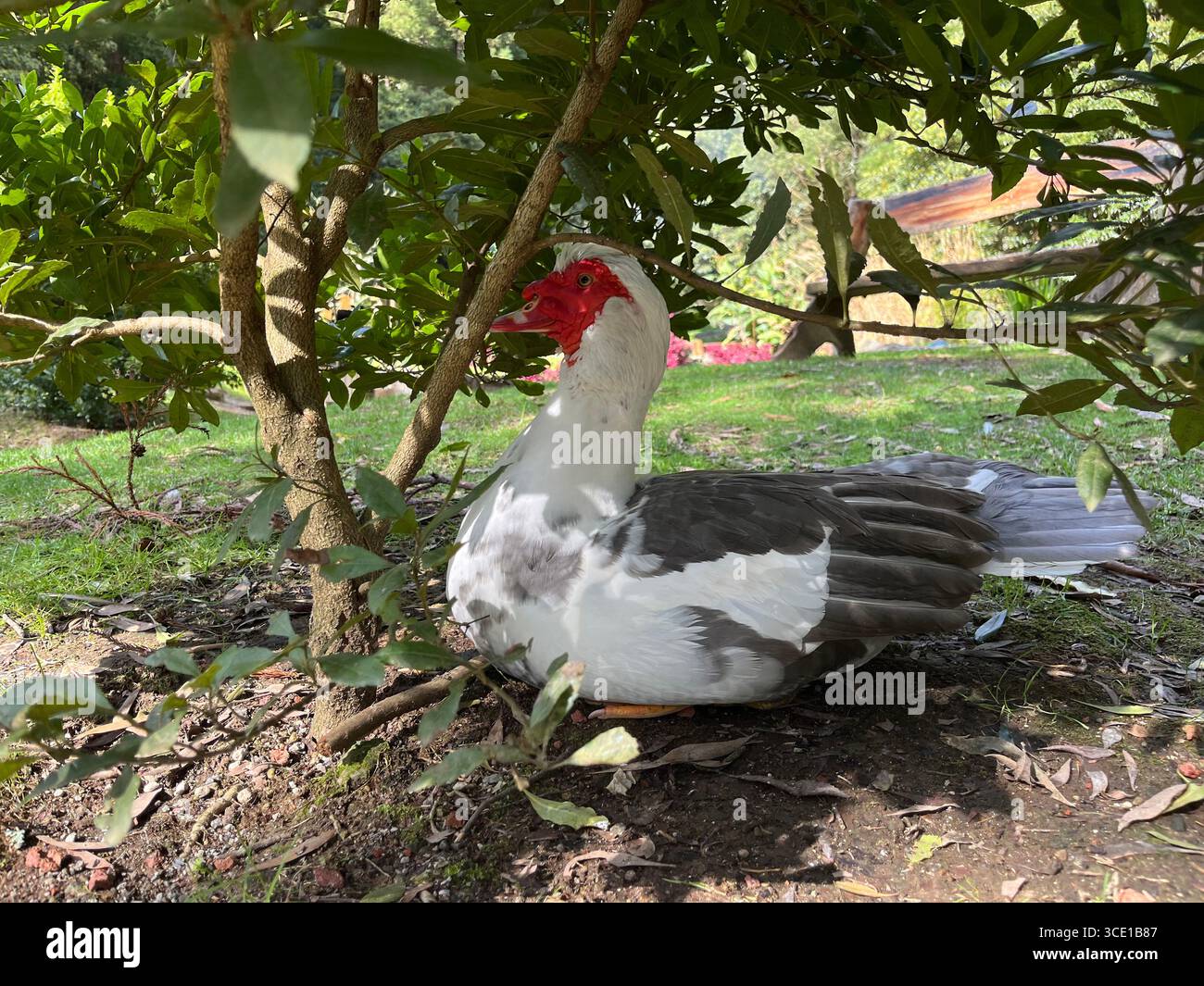 Ein schwarz-weißer Vogel mit rotem Kamm im Schatten des Wanderweges im Grená-Park. - Smartphone-aufgenommenes Stockfoto