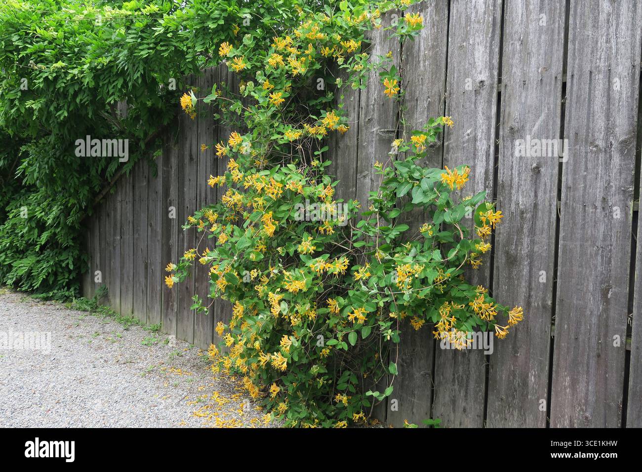 Lonicera x tellmanniana (geiblatt), gelbe Blumen Stockfotografie - Alamy