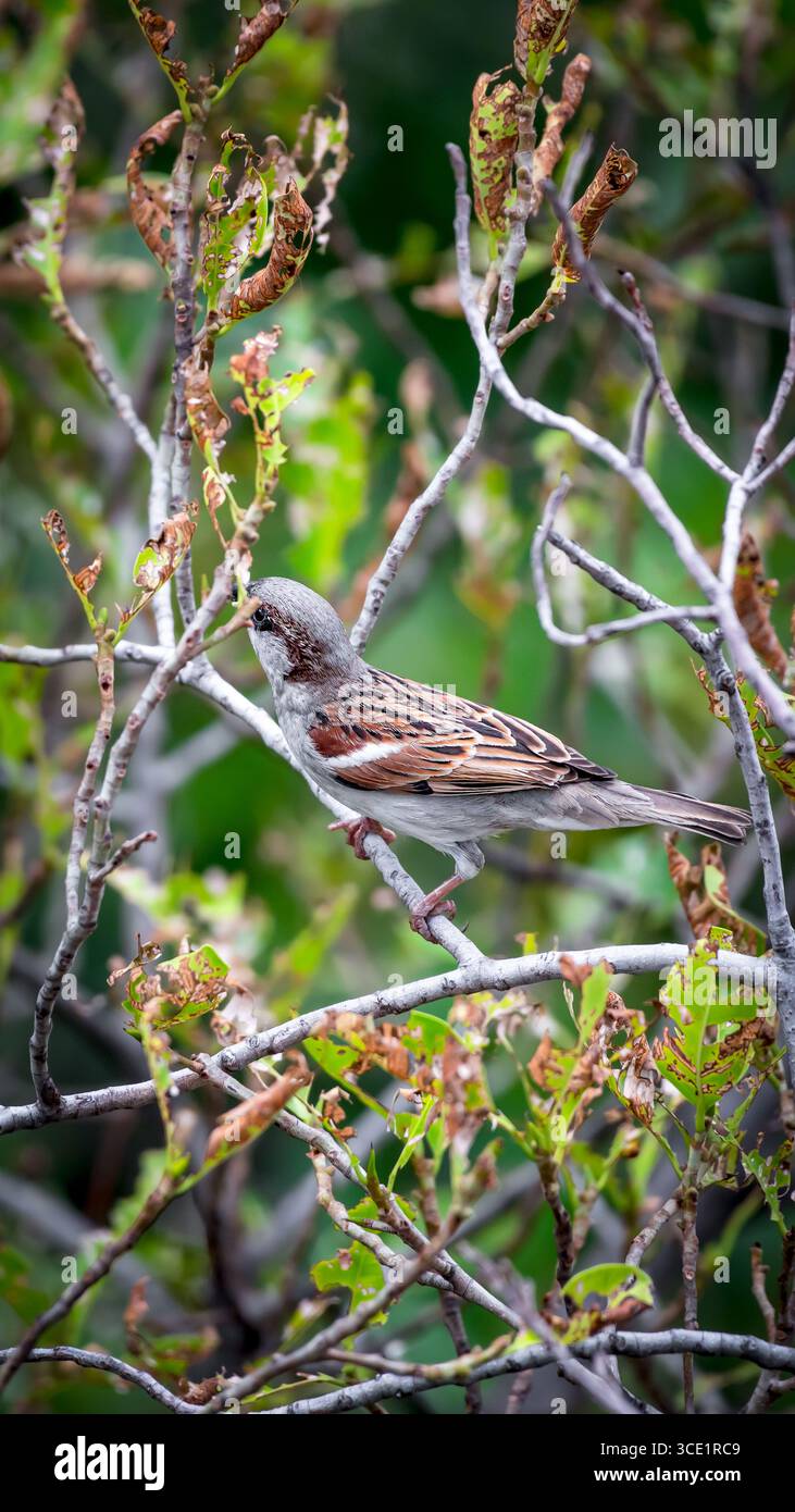 Vogel (House Sparrow, Passer domesticus) Männchen hellere schwarze, weiße und braune Markierungen auf einem Baum in einer wilden Natur Stockfoto