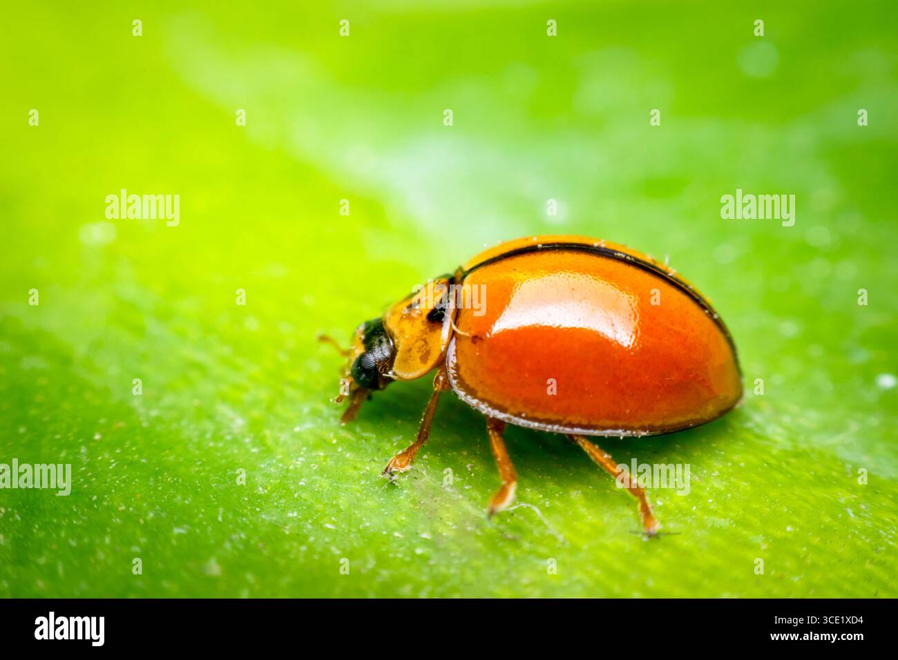 Makro von Käfer-Insekten (Marienkäfer) orange und Punkt schwarz Farbe nah auf dem grünen Blatt oder lassen Sie in der Natur Stockfoto