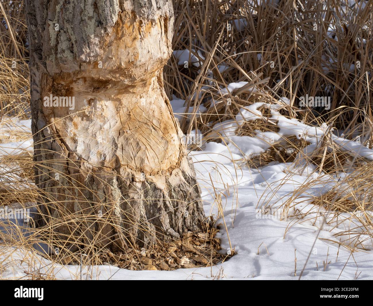 Nahaufnahme eines Teils eines stehenden Baumes, der von einem Biber gekaut wurde. Fotografiert im St. Vrain State Park in der Nähe von Longmont, Colorado. Stockfoto