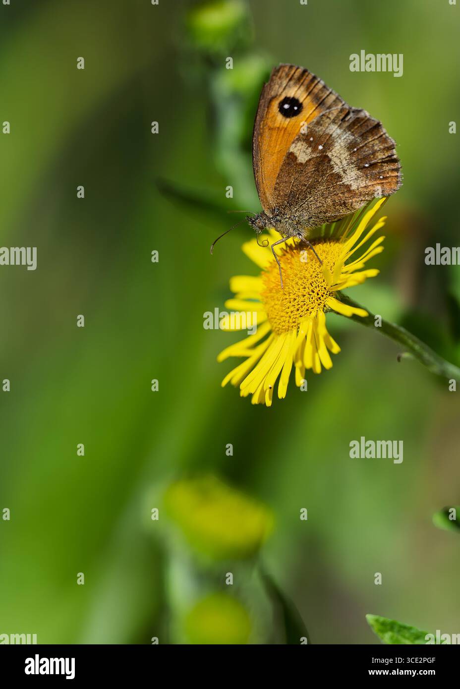 Ein Gatekeeper-Schmetterling Pyronia tithonus, der auf einer gelben Wildblume in North Norfolk, Großbritannien, ruht Stockfoto