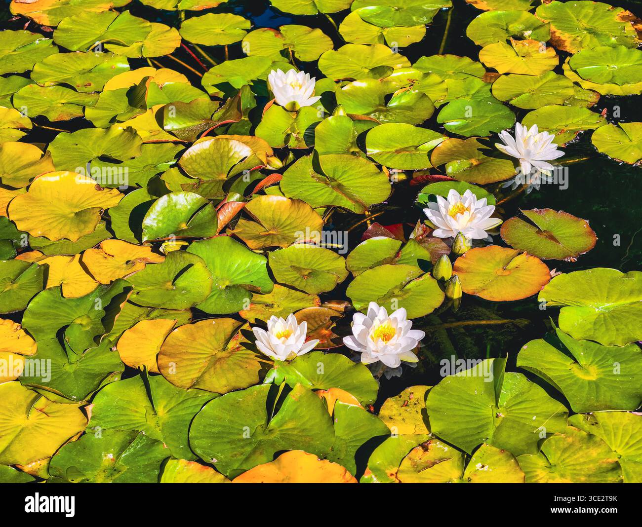 Seerosen und Lilienpads in einem ruhigen Teich - ruhige natürliche Schönheit, ideal für Naturliebhaber, Desktop-Hintergründe, ästhetische Grafik und friedliche digitale Kunstwerke für alle Umgebungen. Stock-Foto Stockfoto