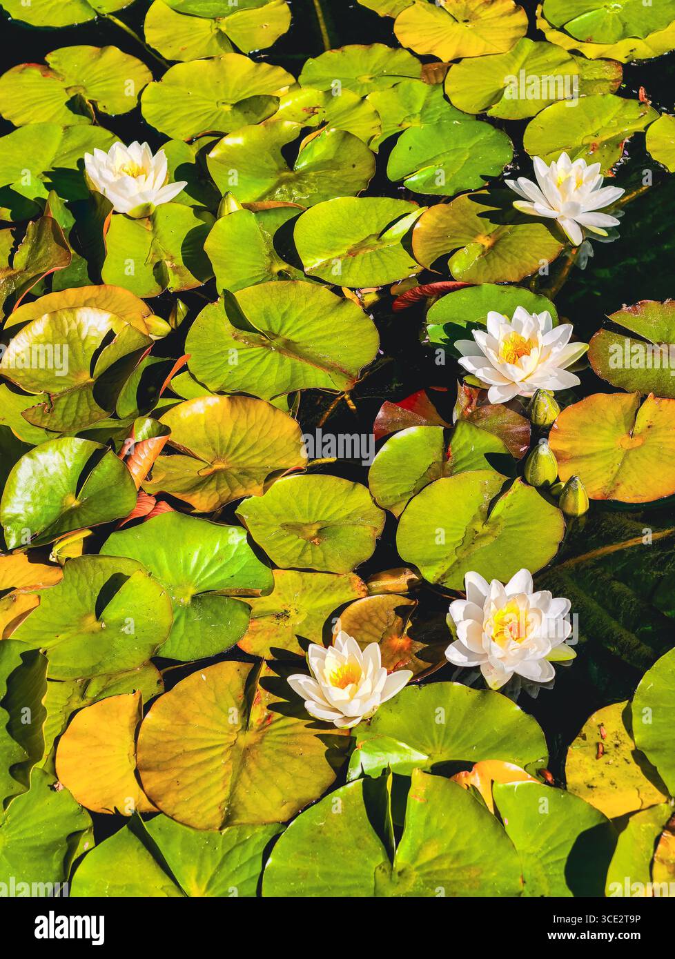 Seerosen und Lilienpads in einem ruhigen Teich - ruhige natürliche Schönheit, ideal für Naturliebhaber, Desktop-Hintergründe, ästhetische Grafik und friedliche digitale Kunstwerke für alle Umgebungen Stockfoto