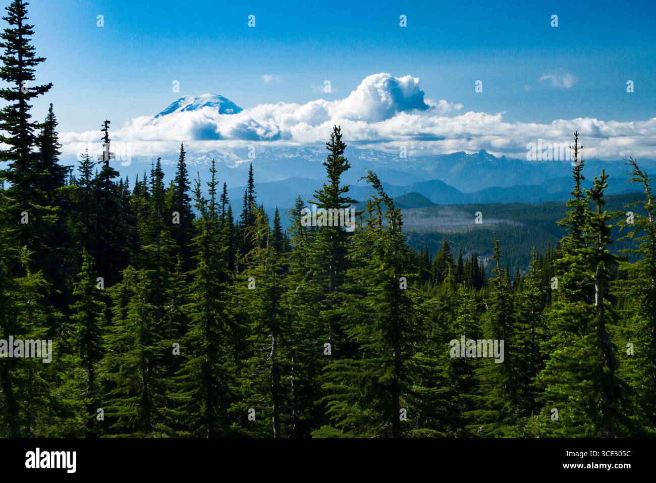 Die schneebedeckten Gipfel des Mount Rainer von der Pacific Crest Trail in die Ziege Felsen Wüste gesehen, Gifford Pinchot National Forest, Yakima County, Stockfoto