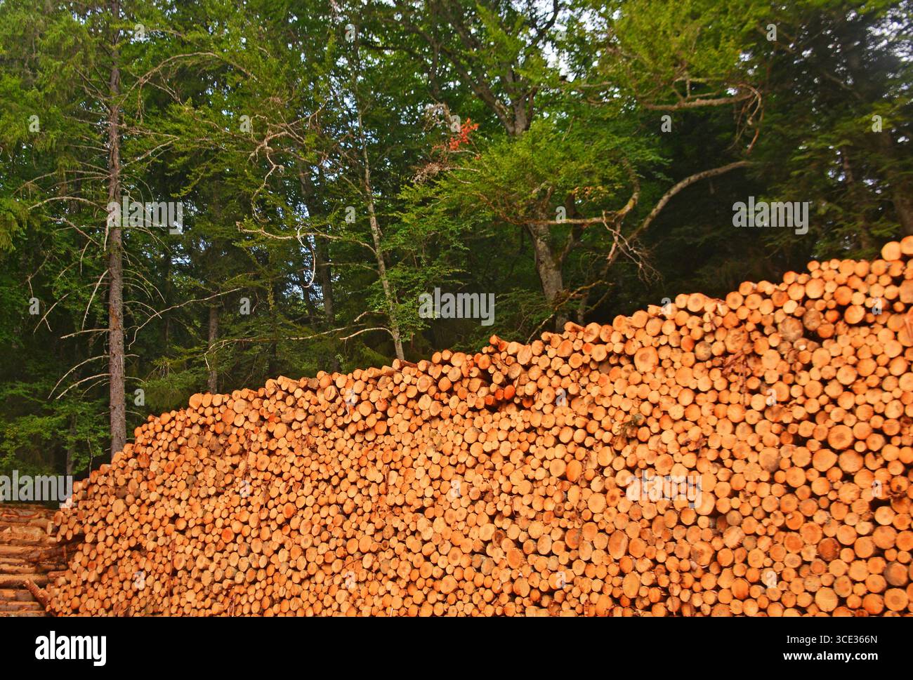 Holzstapel, im Wald, Lviradois-Forez, Auvergne-Rhone-Alpes, Frankreich Stockfoto