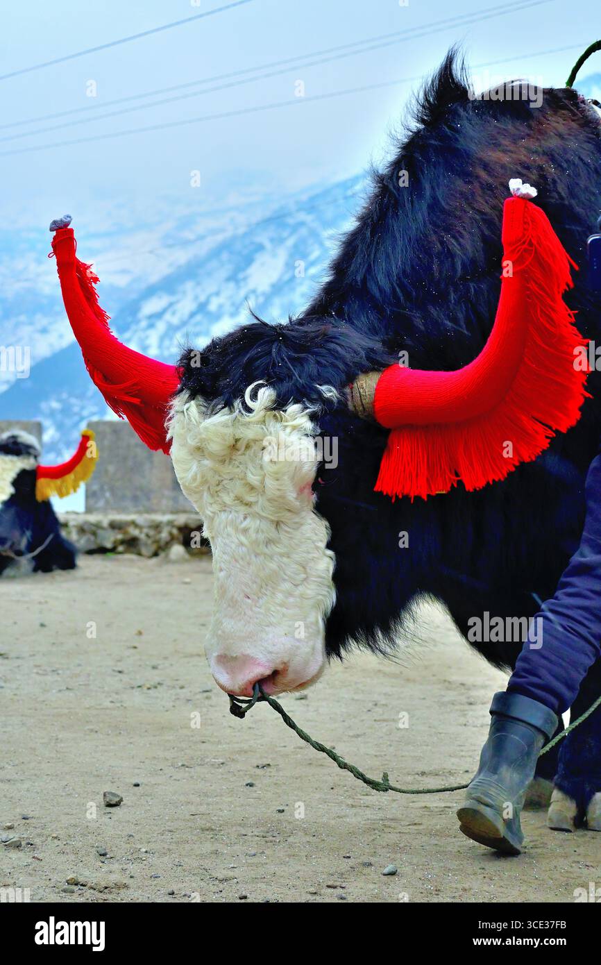Ein Yak, das bei leichtem Schneefall am Tsomgo (Chhangu) Lake in Sikkim steht Stockfoto