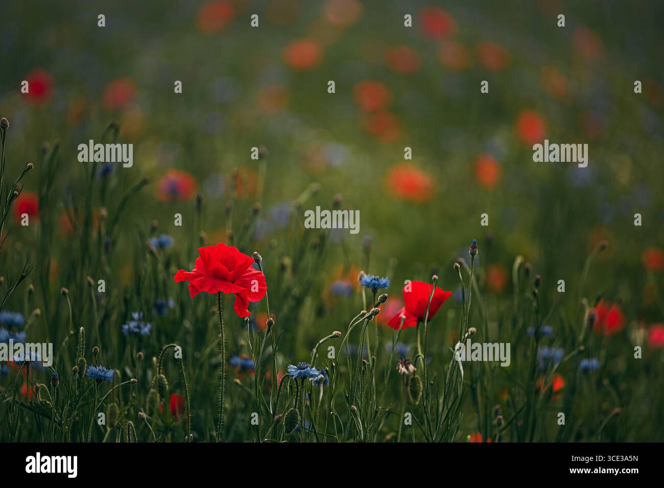 Rote Mohnblumen und blaue Kornblumen blühen in einem Wildblumenfeld Stockfoto
