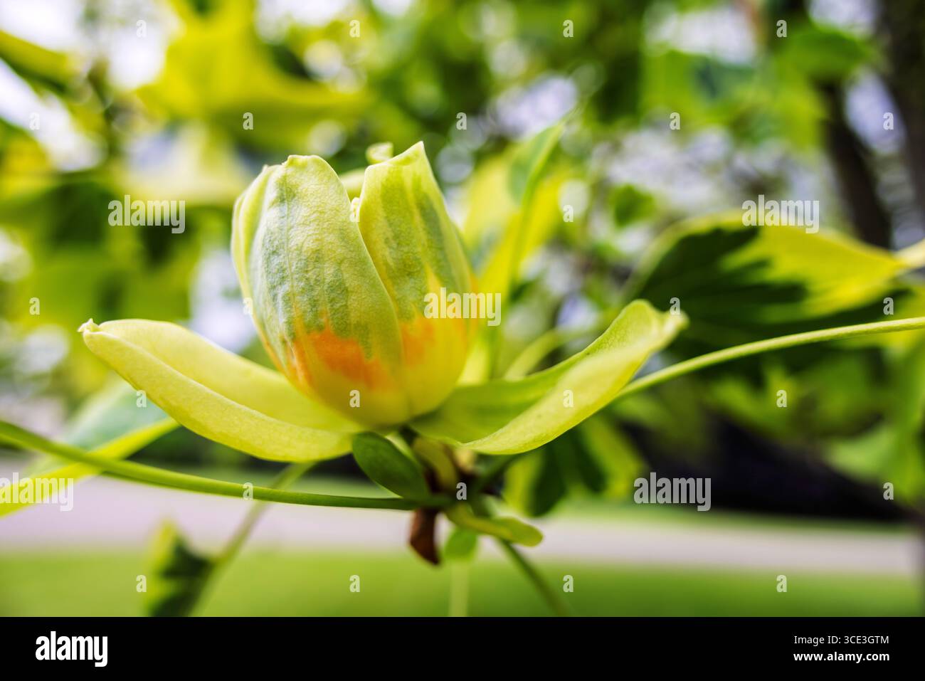 Blume des Liriodendron tulipifera - auch der Tulpenbaum ist der höchste Baum des gemäßigten Laubwaldes. Stockfoto
