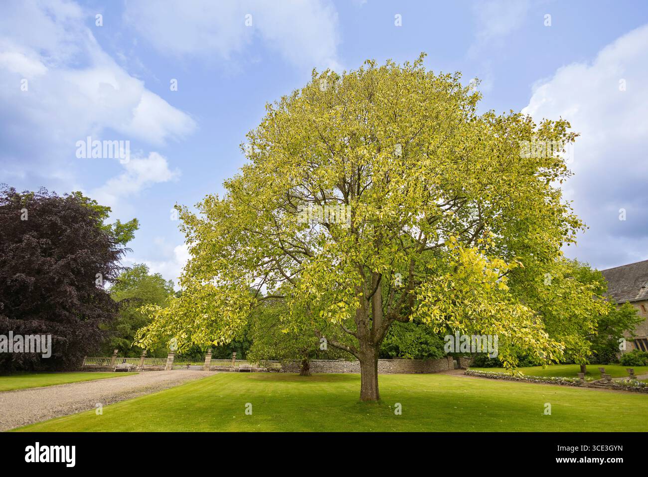 Liriodendron tulipifera - auch der Tulpenbaum ist der höchste Baum des gemäßigten Laubwaldes. Stockfoto