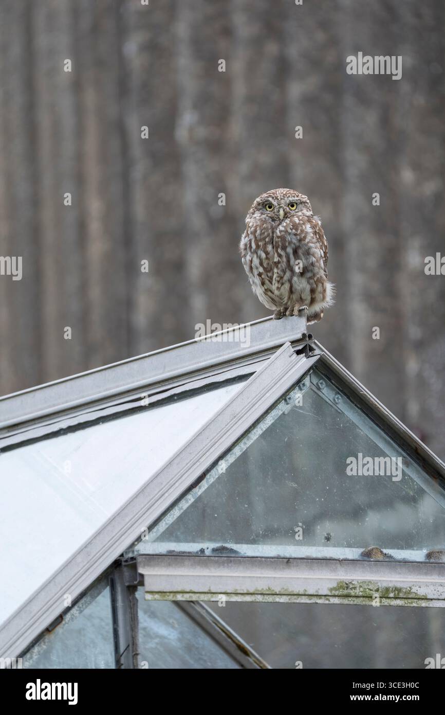 Little Ewl Athene noctua, Portraitansicht einer jungen Eule auf dem Dach eines Gartengewächshauses in Nottinghamshire, Großbritannien, August Stockfoto
