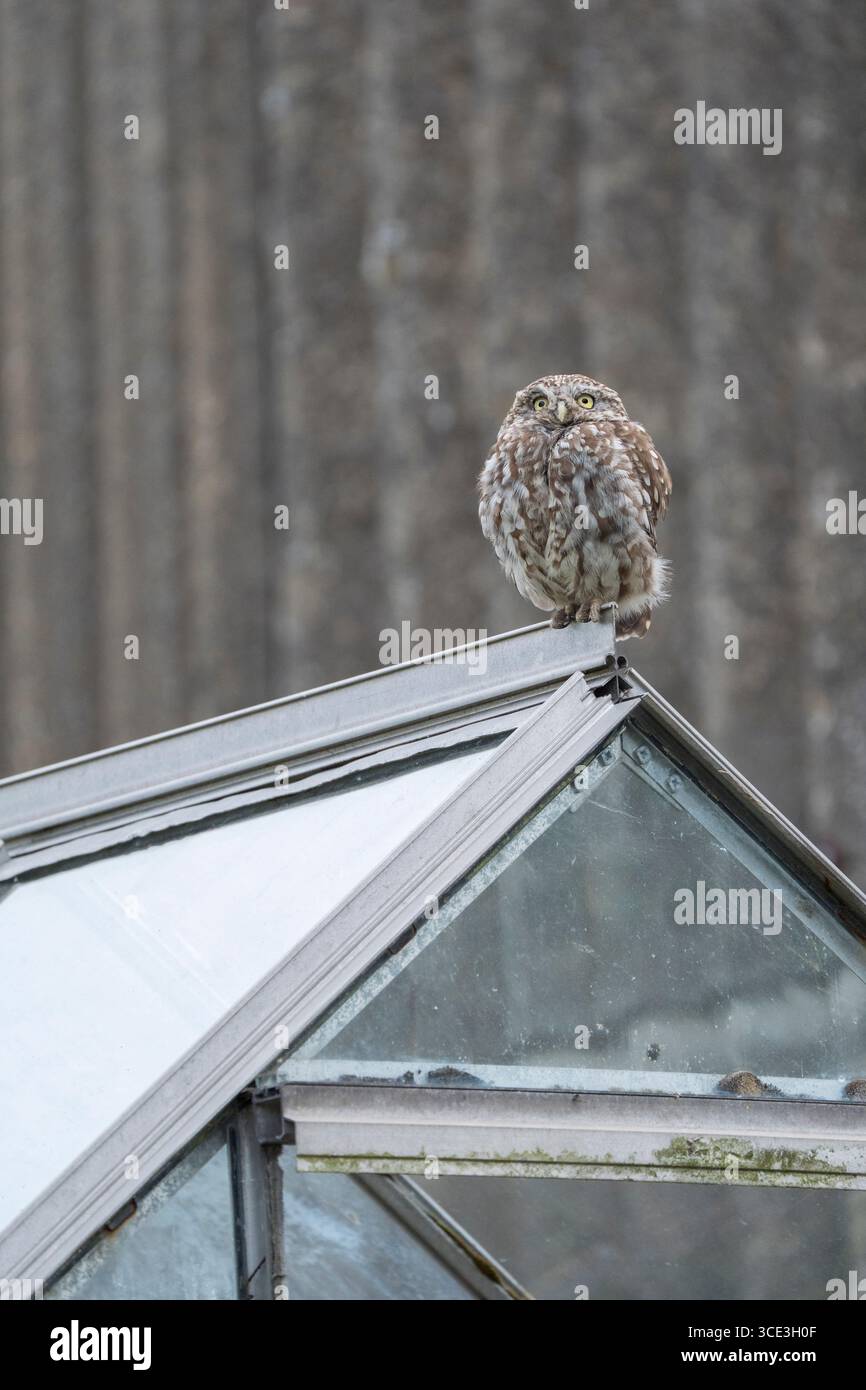 Little Owl Athene noctua, Portraitansicht eines jungen Eulen, der auf dem Dach eines Gewächshauses in Nottinghamshire, Großbritannien, August nach oben blickt Stockfoto